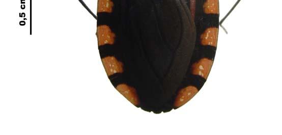 rubrovaria (BLANCHARD, 1843). Ambas são encontradas naturalmente infectadas pelo T.