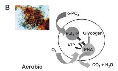 9H 2 O + 2H + Anaerobic ammonium oxidation Mobilização de fosfato e acumulação de polihidroxialcanoato