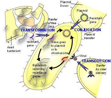 Mecanismos de aquisição de resistência: mutações transmissão vertical; transferência de genes: transformação; transdução; conjugação.