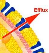 Efluxo: Retirada ativa da droga proteínas no envelope bacteriano. Bombas de efluxo dependente de energia (movimentação de prótons). Bombas muito seletivas ou não. Ex.