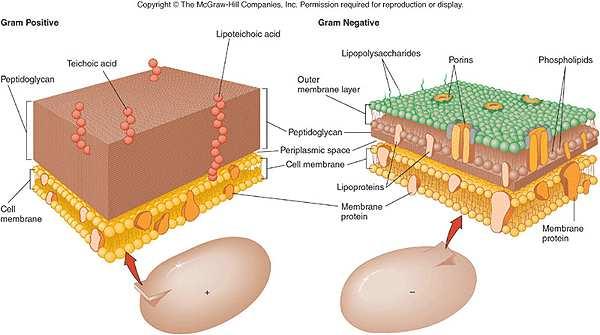 Espectro de ação: amplo ou estreito. 3. Efeito: bacteriostático inibe o crescimento bacteriano; bactericida morte bacteriana. 4. Estrutura química (ex. macrolídeos eritromicina). 5.