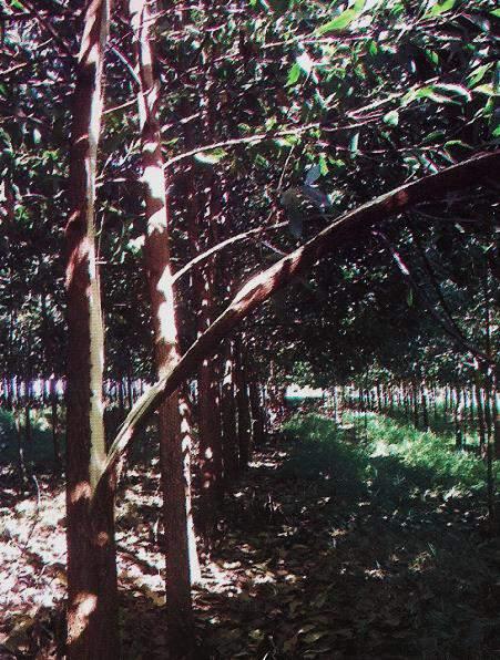50 Figura 19: Plantio de Acacia mangium com árvores danificadas pela ação do vento em Campo Grande, MS. Fonte: MELOTTO (2012). A espécie florestal Nim (Azadirachta indica A.