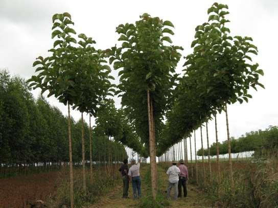 FAZENDA GAMADA NOVA CANAÃ DO NORTE, MT ilpf 7: linhas