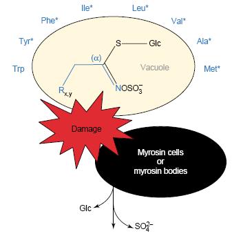 Defesa das plantas GLUCOSINOLATOS ( Thioglucosideos, Glicosideos óleo