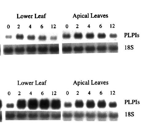Inibidor Inibidor INIBIDORES DE PROTEASES (IP) Nas folhas a quantidade IP Moura e Rayn, 2001 - Inibidores protease em folhas de pimenta