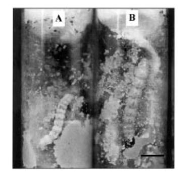 Defesa das plantas INIBIDORES DE PROTEASES (IP) Defesa contra inseto: POMPERMAYER, 2001 Tratamento