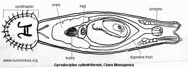 13 O diagnóstico destes parasitos pode ser feito através do raspado de brânquias ou da superfície do corpo de peixes e observação do material coletado em microscopia óptica (Kubitza, 2000).