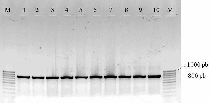 Resultados 80 Legenda: M = marcador de peso molecular de 100-pb ladder. 1-10 = amplicons resultantes da PCR, segundo MASON et al. (2001), oriundos das amostras analisadas. Figura 5.
