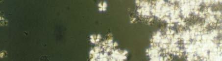 Micrografia em luz