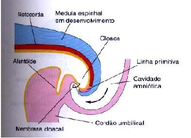 Figura 5: Secções longitudinais da região caudal de embriões humanos com 24 a 25 dias, mostrado em B, no desenho ao lado com 26 dias, notar a flexura cloacal e a posição da membrana cloacal.