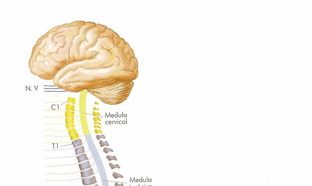 20 A B Figura 2. A - Segmentos medulares e nervos espinhais; B - disposição medular no canal vertebral. Fonte: Adaptado de Lent, R. (2002). Os Sentidos do Corpo. In: R. Lent. Cem Bilhões de Neurônios - Conceitos Fundamentais de Neurociência.