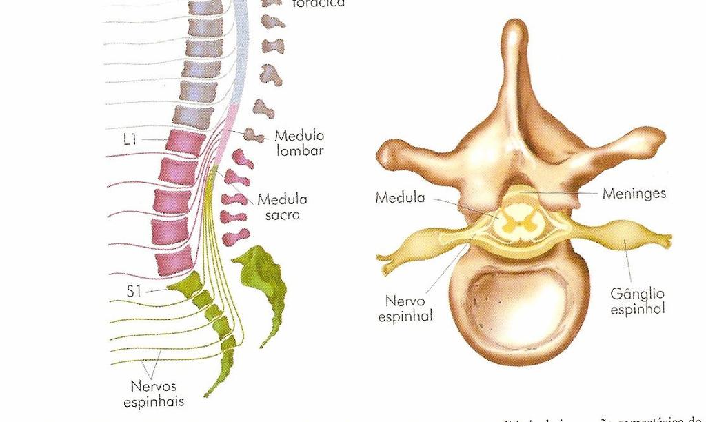Desta forma, os níveis medulares cervicais estão relacionados com os dermátomos da parte posterior da cabeça, pescoço e membros superiores (MMSS).