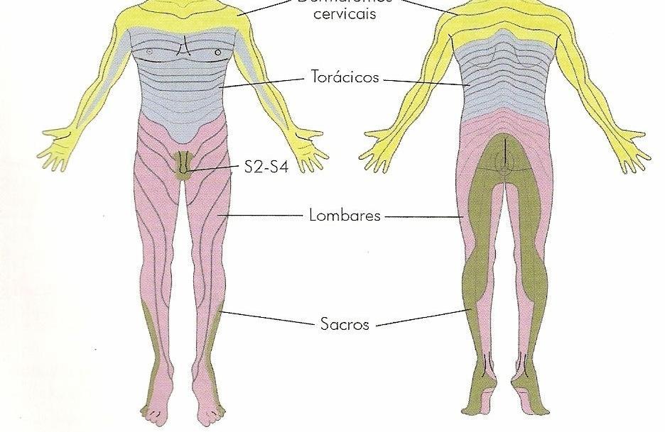 Cada segmento medular inerva grupos musculares específicos, estes grupos são denominados de miótomos.