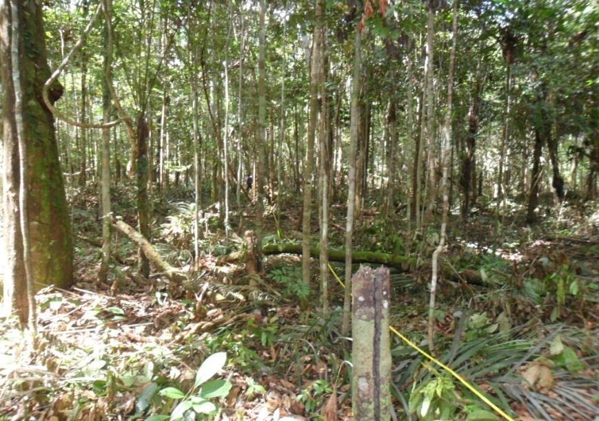 agroflorestal na aldeia Cipózinho, TI Kwatá- Laranjal, Amazonas Floresta na aldeia Cipózinho,