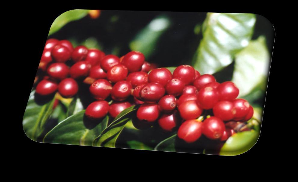 Material e métodos Sementes de Coffea arabica L.
