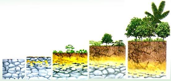A Sucessão ecológica É o processo gradativo de colonização de um habitat; Os ecólogos reconhecem dois tipos de sucessão ecológica: Sucessão Primária, dá-se início em uma área antes