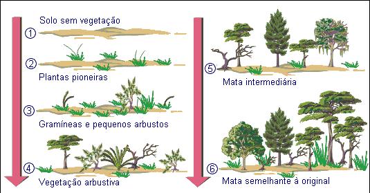 Fases da sucessão ecológica De acordo com o período da sucessão, as comunidades apresentam características específicas: Comunidade pioneira, são as primeiras a habitar o ambiente inóspito; Comunidade