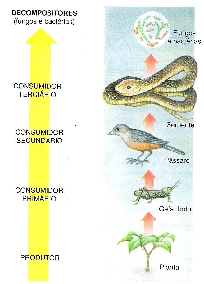 Níveis tróficos Posição do organismo na cadeia alimentar, cada um dos elos constitui um nível trófico Os produtores, formam o primeiro nível trófico; Os consumidores