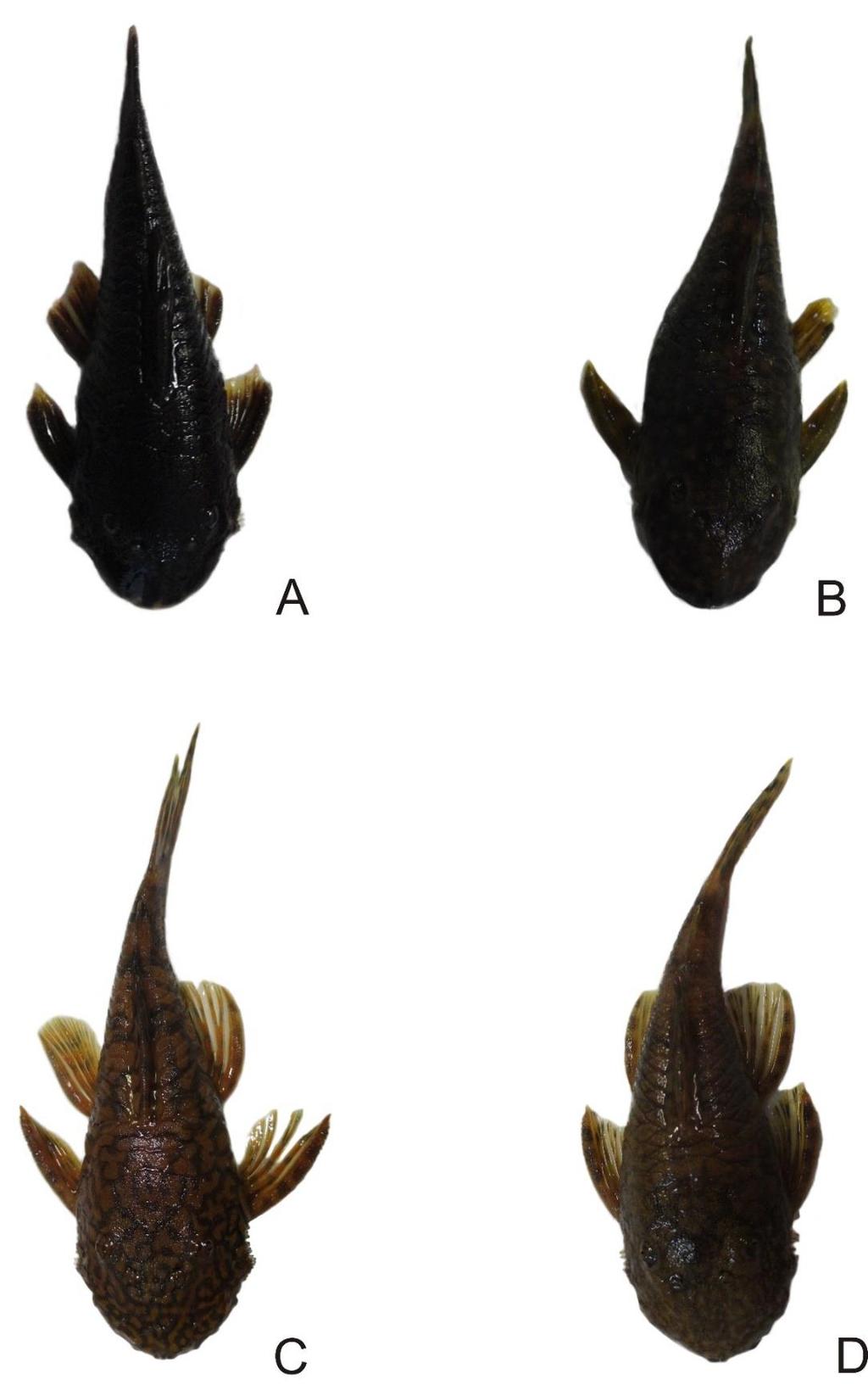 17 Figura 3. Espécies de Ancistrus estudadas no presente trabalho. A: Ancistrus sp. 1 cupim com coloração escura; B: Ancistrus sp.