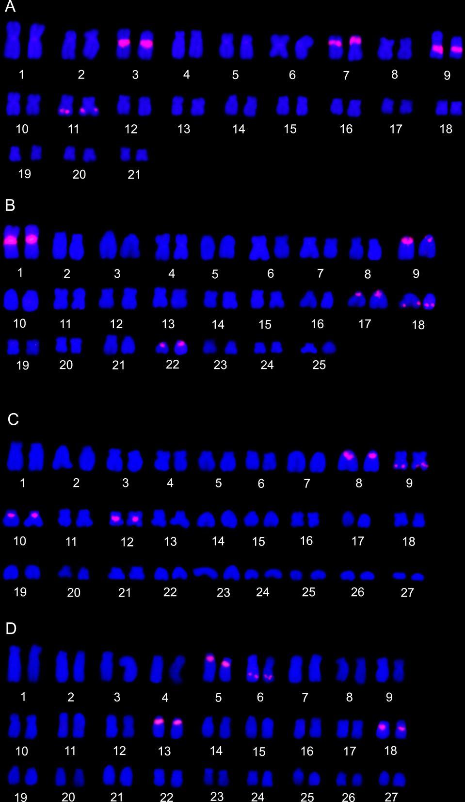32 Figura 7. Cariótipos das quatro espécies estudadas com marcações de DNAr 5S. A: Ancistrus sp. 1 cupim 4 pares de cromossomos marcados; B: Ancistrus sp.