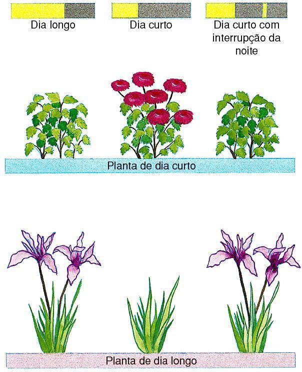 Não Floresce Interrompendo o período noturno por um breve período luminoso a planta de dia-longo floresce, pois como