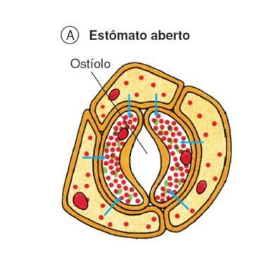 V) Nutrição Orgânica das Plantas Abertura Entrada de K+ Água entra nas células-guarda Células-guarda tornam-se túrgidas Promove a abertura do ostíolo Fechamento Saída de K+ Água sai das