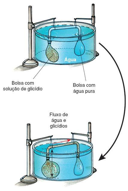 Transpiração Fonte (folhas) A água passa do xilema para o floema, onde existe maior concentração de matéria orgânica (osmose).