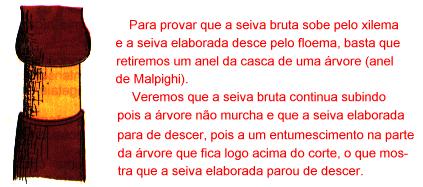 Xilema Floema Dreno Então, o que faz com que a água se movimente no interior do floema é a diferença de pressão osmótica existente entre o órgão fonte (folhas) e o dreno (raízes) VI)