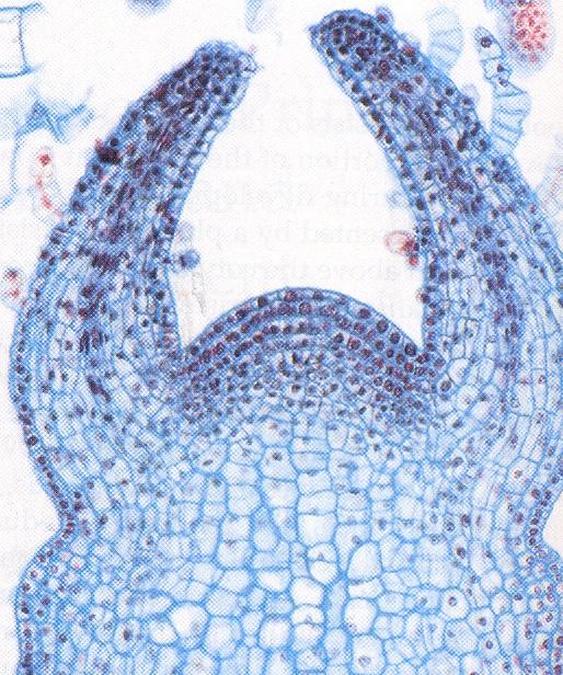 Meristema apical Tecidos meristemáticos primários, que são: