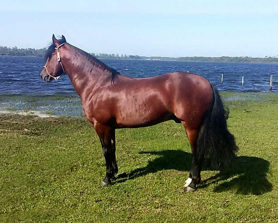 11 DA BOA VISTA GEANDRE BERNARDINO RAIO GUAPO SBB B406805 RP 541 Colorada macho 15/10/2010 Filho do freio de ouro Dom Carrasco do Purunã x Três Pontas Aruera ( Chicão de Santa Odessa x JA Diaba).