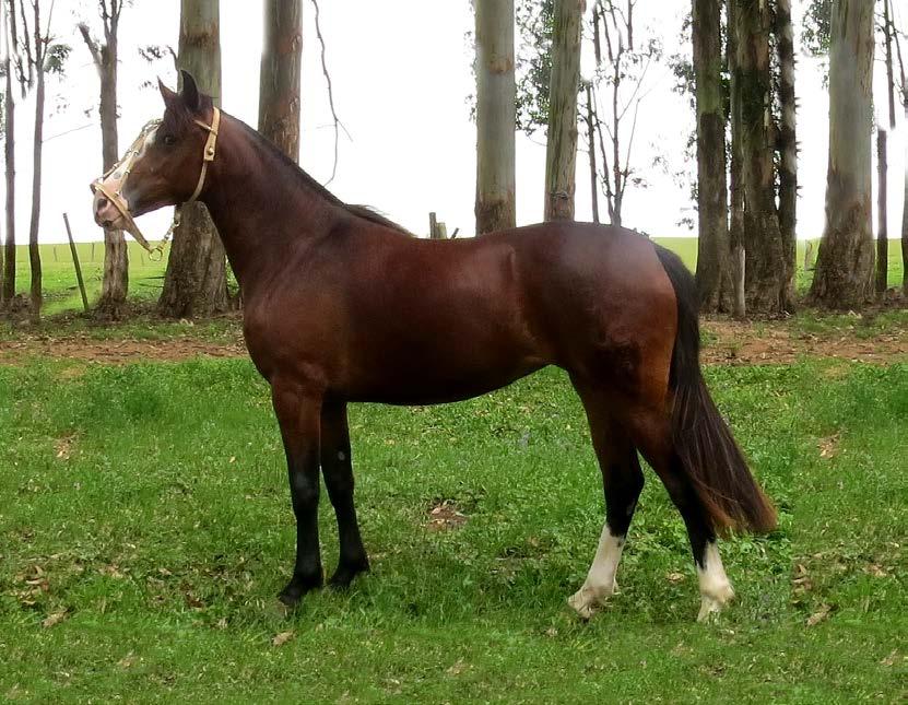 22 GAITA PONTO DA LIDA CAMPEIRA CABANHA LIDA CAMPEIRA SBB B453786 RP 30 Colorada Salina fêmea 05/09/2014 Potra que fechou dois anos nesta primavera.