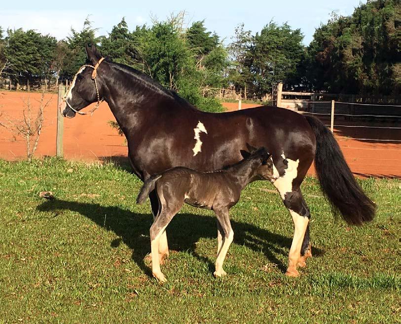 33 SVB NAMORADA agropecuária bier SBB B212675 RP 14 Picaça Bragada fêmea 10/09/2003 É neta com inbreeding consistente do Cavalo Motor Santa Elba Comediante.