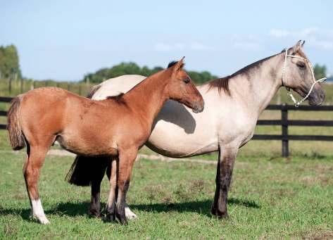 GUAYCURU MANGRULLA RP: 11 - SBB: B158162 FÊMEA BAIA NASC.