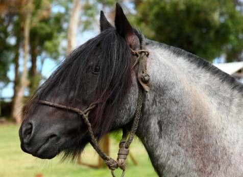 RINCÃO DA