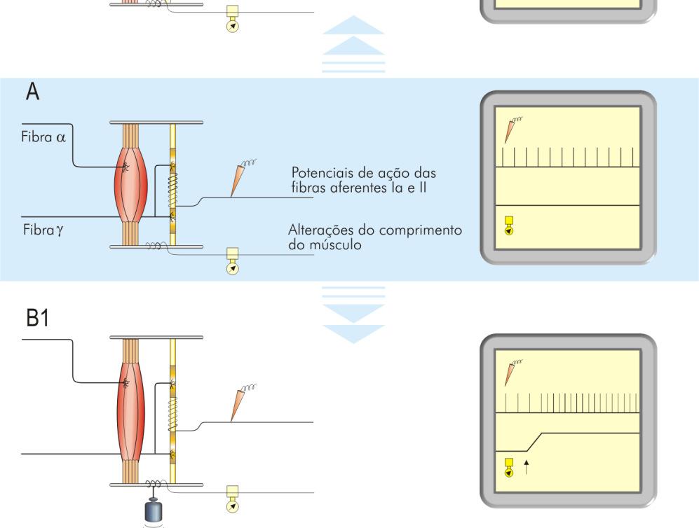 Co-ativação alfa-gama permite