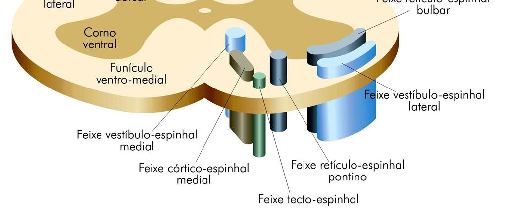 - População medial: inerva principalmente a musculatura axial do tronco e a musculatura apendicular proximal (ex.