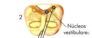 AS VIAS DESCENDENTES MEDIAIS E AS RESPOSTAS COMPENSATÓRIAS FEIXES VESTÍBULO-ESPINHAIS Estes núcleos são importantes centros de integração: