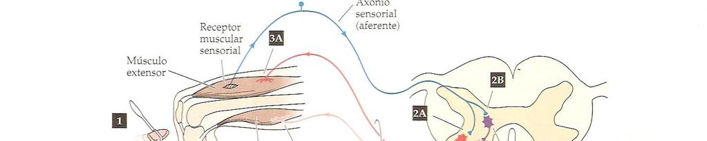 REFLEXO MIOTÁTICO OU DE ESTIRAMENTO Envolvido no controle postural. Contração em resposta a estiramento.