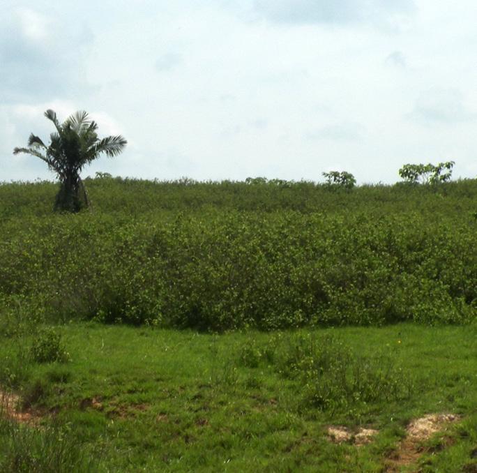 Pastagens degradadas compostas por diferentes tipos de vegetação: população de capins nativos e tiriricas (A); população