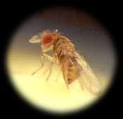 PARASITISMO (%) Trichogramma pretiosum para o controle de ovos de lepidópteros 100 80