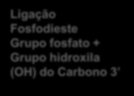 DNA ESTRUTURA QUÍMICA DA MOLÉCULA DO DNA Desoxirribose Ligação Fosfodieste