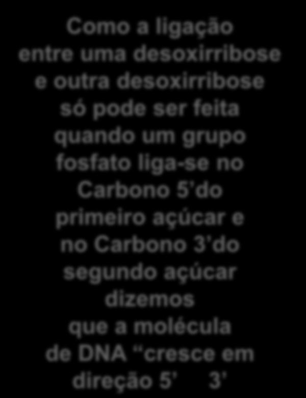 desoxirribose só pode ser feita quando um grupo fosfato liga-se no Carbono 5 do