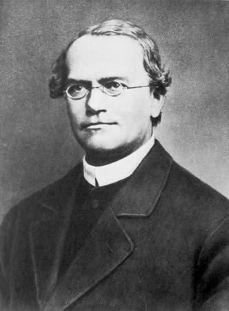 HISTÓRICO 1865 - GREGOR MENDEL Estudou cruzamento entre diferentes tipos de ervilhas demonstrando que