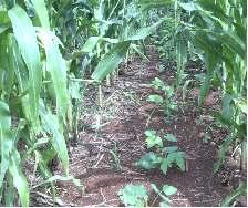 2) O feijão-caupi deve ser semeado juntamente com o milho e na entrelinha, utilizando duas sementes viáveis por cova, espaçadas de 0,2 m entre si,