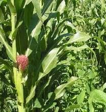 Produção de Sementes de Adubos Verdes e de Forragem em Cultivo Consorciado com Milho em Pequenas Propriedades 5.1.. Milho em consórcio com mucuna-anã, feijão-de-porco ou feijão-guandu (Fig.