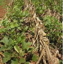 Para mucuna-anã e feijão-de-porco pode ser utilizada uma ou duas sementes viáveis por cova, espaçadas de 0,4 m entre si; para o feijão-guandu, duas sementes viáveis por cova, espaçadas de 0,2 m entre