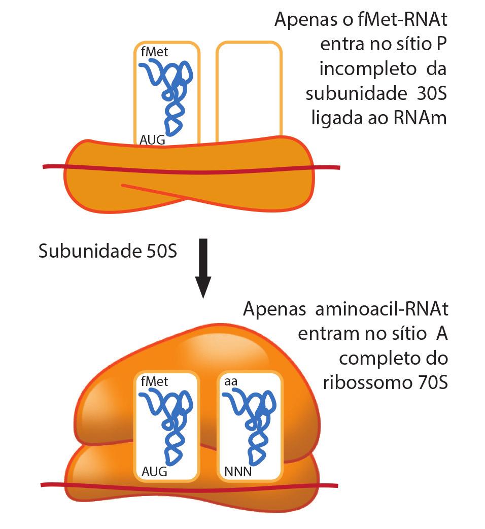 Quando isso ocorre, são liberados o IF-2, outros fatores IF e os produtos da degradação do GTP, ou seja, GDP e fosfato. Figura 7.