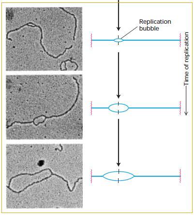A replicação é bidirecional Uma vez iniciada a replicação, ela se propaga em ambas as direções da molécula de