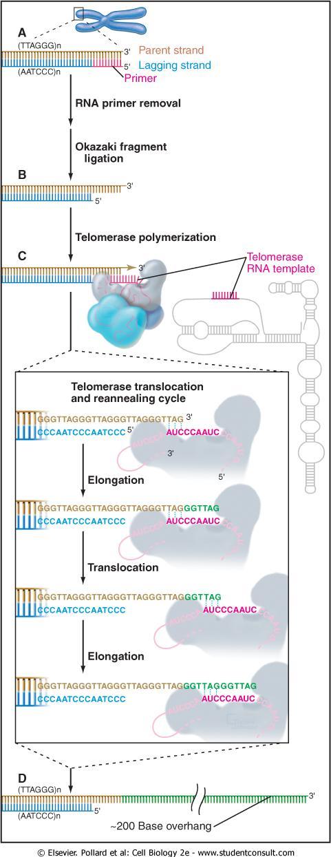 Término da replicação: ação das TELOMERASES Os telômeros são constituídos de milhares de repetições de sequências TTAGGG em vertebrados.
