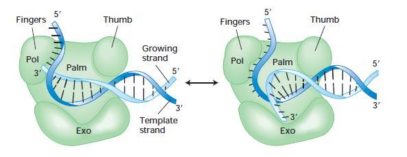 Leitura de prova das DNA polimerases DNA polimerases possuem atividade de exonuclease